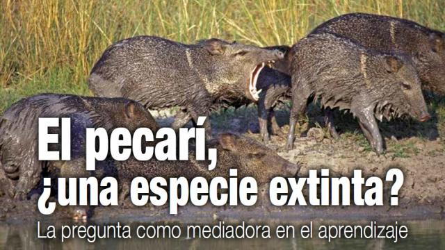 pecarí