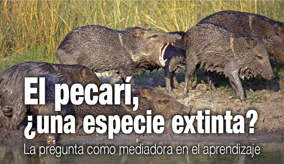 pecarí