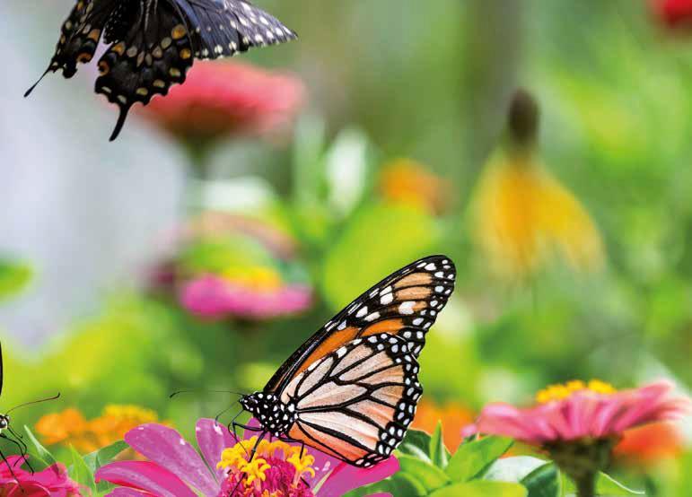 Mariposa 1